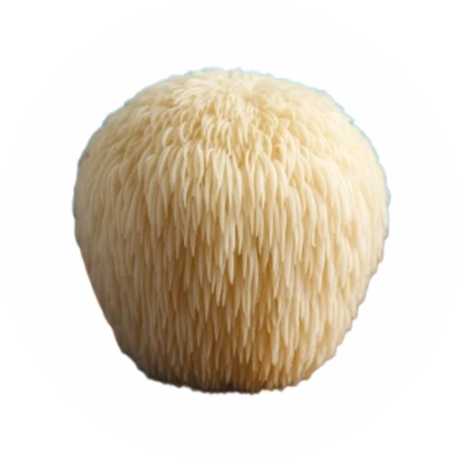 Lion's Mane Wholesale logo